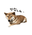 柴犬麦（個別スタンプ：7）