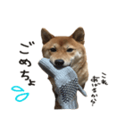 柴犬麦（個別スタンプ：8）