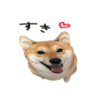 柴犬麦（個別スタンプ：9）
