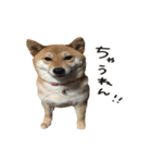 柴犬麦（個別スタンプ：10）
