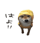 柴犬麦（個別スタンプ：11）