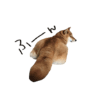 柴犬麦（個別スタンプ：12）