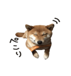 柴犬麦（個別スタンプ：13）