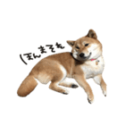 柴犬麦（個別スタンプ：14）