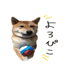 柴犬麦（個別スタンプ：15）