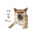 柴犬麦（個別スタンプ：16）