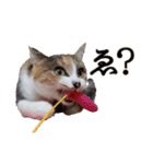 coolmomochang（個別スタンプ：7）