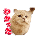 スコティッシュフォールドのロイ君（個別スタンプ：5）