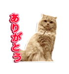 スコティッシュフォールドのロイ君（個別スタンプ：7）