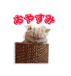 スコティッシュフォールドのロイ君（個別スタンプ：8）