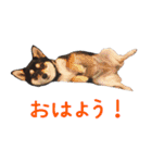 豆チワワのちびまる（個別スタンプ：1）
