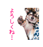 豆チワワのちびまる（個別スタンプ：3）