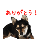 豆チワワのちびまる（個別スタンプ：5）