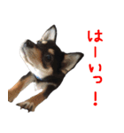豆チワワのちびまる（個別スタンプ：6）