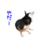 豆チワワのちびまる（個別スタンプ：7）
