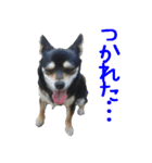 豆チワワのちびまる（個別スタンプ：8）