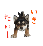 豆チワワのちびまる（個別スタンプ：9）