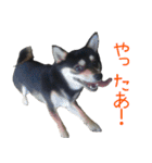 豆チワワのちびまる（個別スタンプ：10）