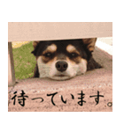豆チワワのちびまる（個別スタンプ：15）
