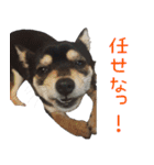 豆チワワのちびまる（個別スタンプ：18）