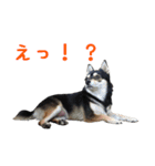 豆チワワのちびまる（個別スタンプ：19）