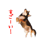 豆チワワのちびまる（個別スタンプ：20）