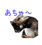 豆チワワのちびまる（個別スタンプ：22）