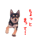 豆チワワのちびまる（個別スタンプ：23）