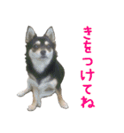 豆チワワのちびまる（個別スタンプ：24）