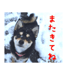 豆チワワのちびまる（個別スタンプ：40）