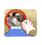 ワンコのちょび（個別スタンプ：5）