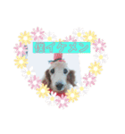 ダックスフンド ヒロ╰(*´︶`*)╯♡（個別スタンプ：1）