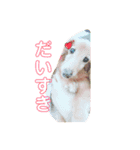 ダックスフンド ヒロ╰(*´︶`*)╯♡（個別スタンプ：6）