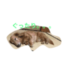 ダックスフンド ヒロ╰(*´︶`*)╯♡（個別スタンプ：8）