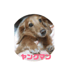 ダックスフンド ヒロ╰(*´︶`*)╯♡（個別スタンプ：10）