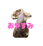 ダックスフンド ヒロ╰(*´︶`*)╯♡（個別スタンプ：14）