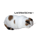 ネコだけど…まんまるケロちゃんとお友達！（個別スタンプ：6）