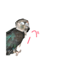 ウロコインコのスタンプ（個別スタンプ：4）