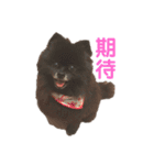 黒ぽめだけどスタンプになりたい（個別スタンプ：1）
