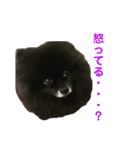 黒ぽめだけどスタンプになりたい（個別スタンプ：9）