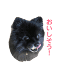 黒ぽめだけどスタンプになりたい（個別スタンプ：13）