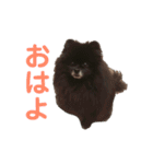 黒ぽめだけどスタンプになりたい（個別スタンプ：14）
