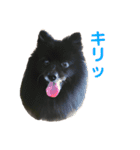 黒ぽめだけどスタンプになりたい（個別スタンプ：18）