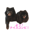 黒ぽめだけどスタンプになりたい（個別スタンプ：19）