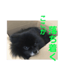 黒ぽめだけどスタンプになりたい（個別スタンプ：20）
