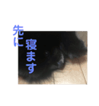 黒ぽめだけどスタンプになりたい（個別スタンプ：21）