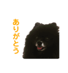 黒ぽめだけどスタンプになりたい（個別スタンプ：22）