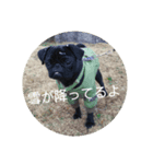 こめきち家の犬たち(その1)（個別スタンプ：2）
