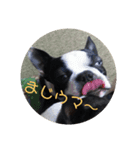 こめきち家の犬たち(その1)（個別スタンプ：3）