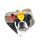 こめきち家の犬たち(その1)（個別スタンプ：4）